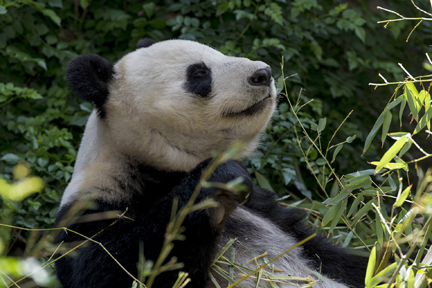 Xander's Panda Party